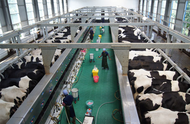 翔達(dá)牧場(chǎng)